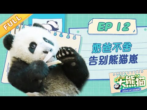 【熊猫慢综艺】离开是为了更好的相遇! 和熊猫崽崽们说再见吧 | 成长吧大熊猫