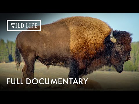 Rewilding America with Buffalo | Return Of The Buffalo | Full Documentary