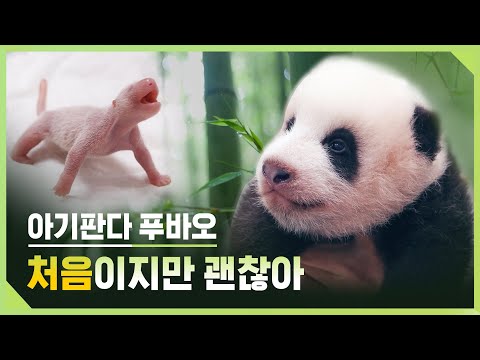(ENG SUB) 아기판다 100일 특집 다큐멘터리 [처음] | 에버랜드 판다월드 (Baby Panda the very beginning)