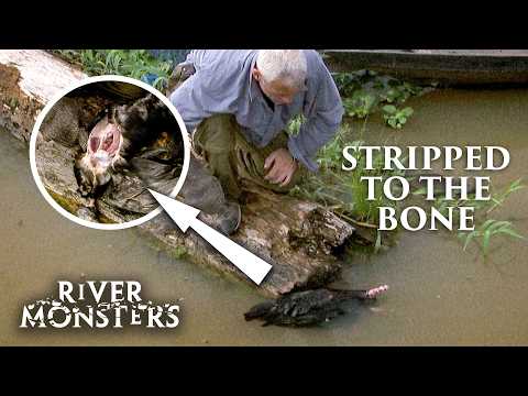 The Truth About Piranha: Do They Really EAT Humans? | River Monsters