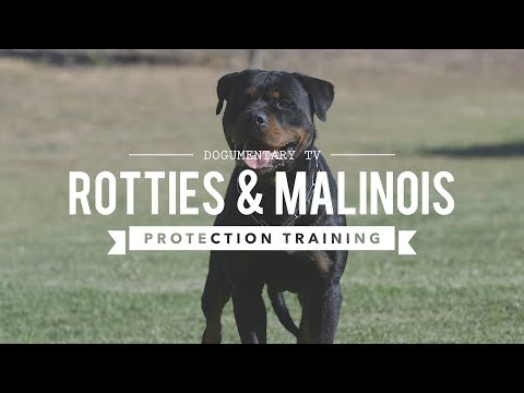 ROTTWEILER VERSUS BELGIAN MALINOIS PROTECTION TRAINING