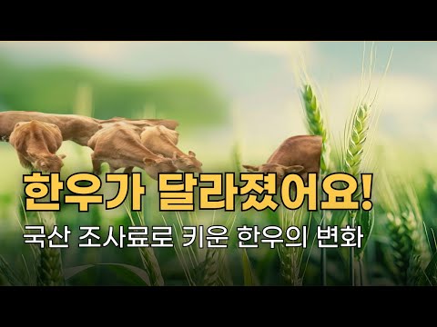 직접 국내산 조사료로 키운 소의 놀라운 변화!