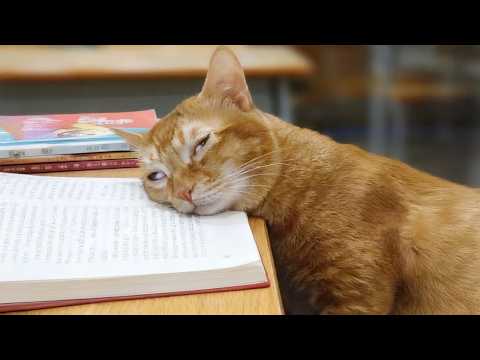 I Wanted a Cat, But God Gave Me a Comedian! 🤣 Funny Animals Life