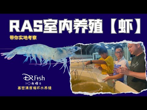 RAS室内养殖虾 | 实地采访 | 养殖南美白对虾 | 高密集的养虾