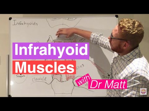 Infrahyoid Muscles