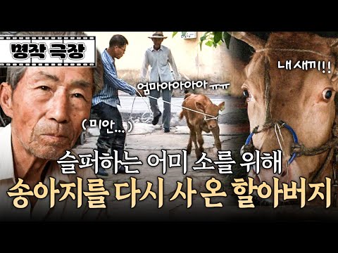 소를 자식처럼 사랑한 할아버지, 미안한 마음에 내린 결단 | 사노라면 명작극장