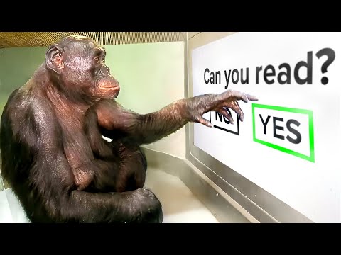 Testing The World's Smartest Ape