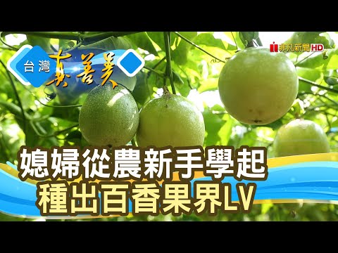 甜在心底“黃金百香果”｜人氣百香果｜【台灣真善美】2024.11.10