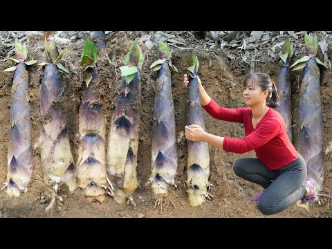 Harvesting Bamboo Shoots Underground Go To Market Sell - Raising Duckling, Chicken & Pig