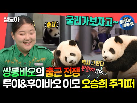 [#전참시] 앞구르기로 출근하는 후이바오와 흥미롭게 관전하는 루이바오🐼🐼ㅣ#루이바오 #후이바오 #오승희 MBC240706방송
