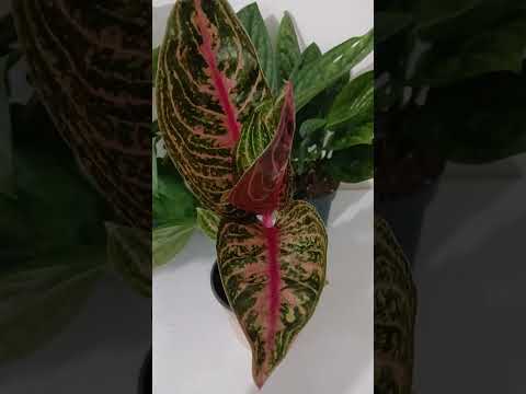 Golland gullar  daxshat so‘rtlari tanishtirib o‘taman.💣💣💣