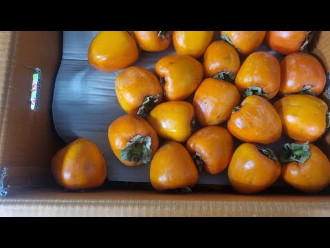 보미와 진부 전통시장 장구경을 과일값이 싸고 먹거리도 많이있네요,