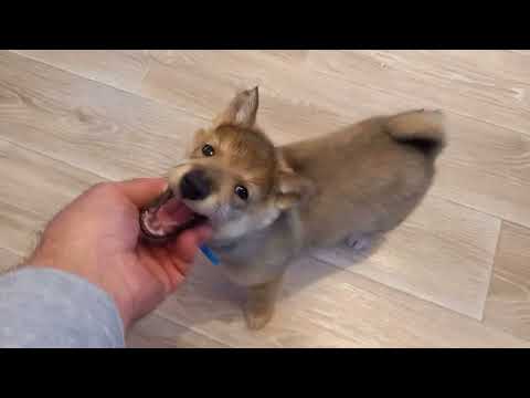 A runt! A surviving West Siberian Laika puppy.