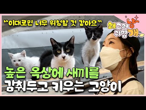 A stray cat settled in a macaron cafe. One day, she gives birth to kittens and climbs up to the h...