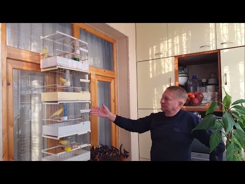 Канарейкалар. Андрей Гавриленко хонадонида. В гостях у Андрея Гавриленко