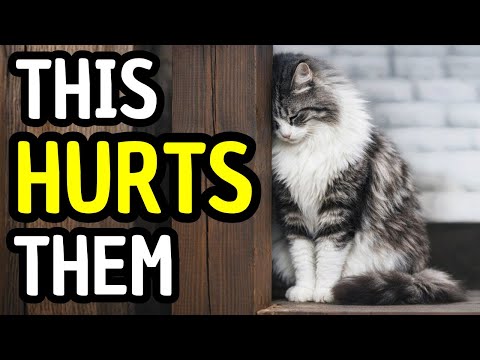 Vets Are Begging Cat Owners to Stop These 9 Everyday Mistakes