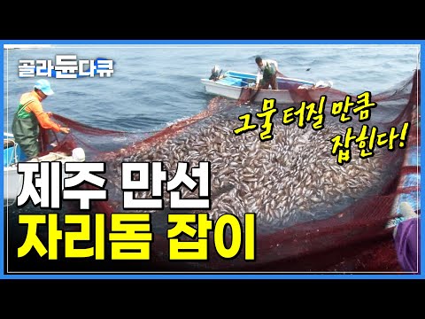 배만 떴다 하면 만선! 1톤 그물을 꽉 채울 만큼 잡히는 '제주 자리돔'ㅣ된장 푹 찍어 먹으면 그 맛이 일품인 제주 전통 봄 제철 별미ㅣ낚시 후 선상만찬ㅣ극한직업ㅣ#골라듄다큐