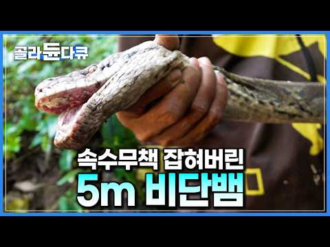 장장 이틀 만에 잡힌 5m 대물 비단뱀. 맹독 품은 독사 잡는 인도네시아 뱀 사냥꾼｜땅꾼｜극한직업｜#골라듄다큐