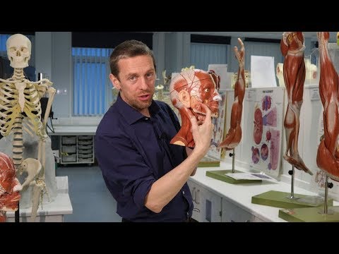 Salivary glands (anatomy)