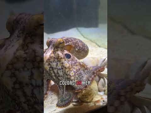 Hand feeding Wanda the octopus!