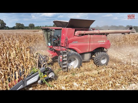 Case IH 8260 Combine Harvesting Corn