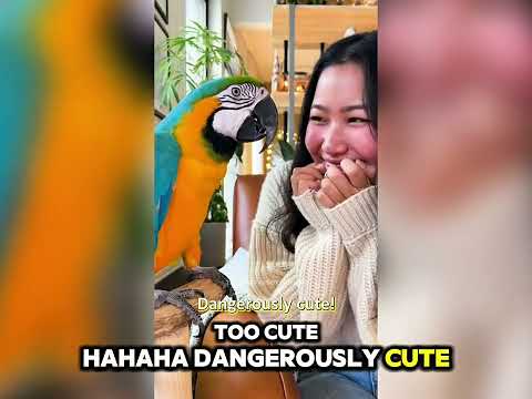 🦜Officer I| Wanna Sleep With You 😂 | Funny Conversation With My Parrot