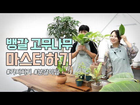 🌲 뱅갈고무나무 키우는법, 가지치기, 삽목방법, 분갈이, 물꽂이 등 뱅갈고무나무 마스터하기!  🐥식린이들 모여라~🙌