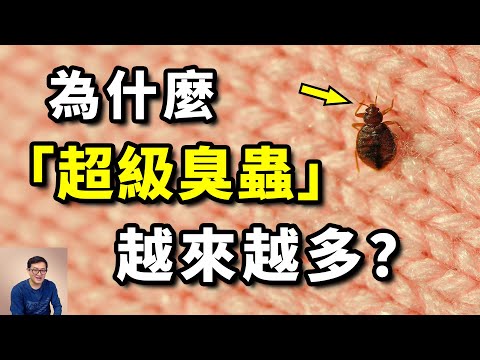 What are "super bugs"?  #animal #insect #bedbug