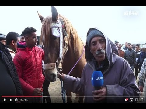 من قلب سوق الثلاثاء بالخميسات.. شاهد أغلى الخيول بأثمنة تناهز 70 مليون