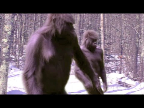 I Wouldn't Believe It Myself, But This Video Was Captured On Camera