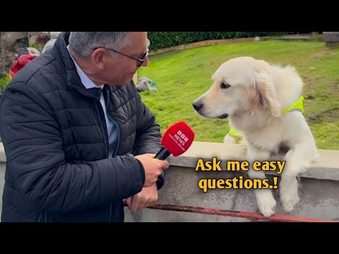 These Dogs Speak English Better Than Hooman! 😂