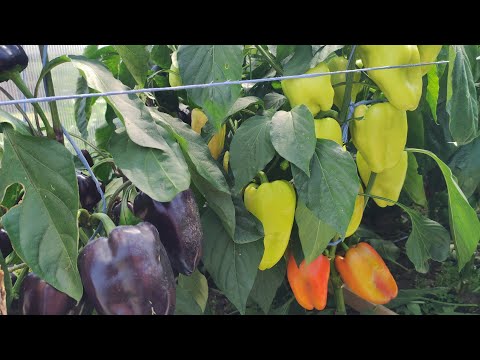 Обзор сортов перца часть 1