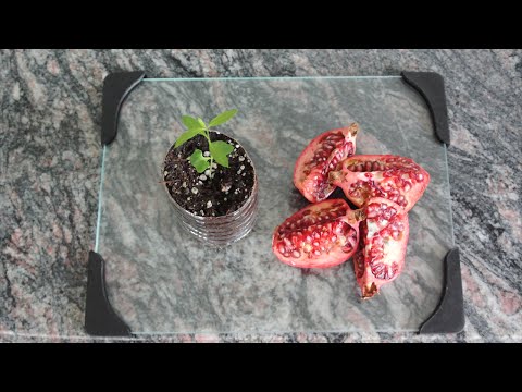 How to Grow a Pomegranate Tree from Seed. Works Every Time!