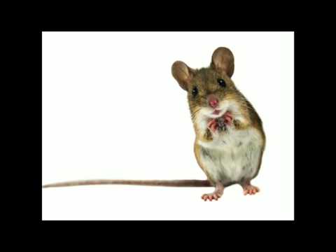 Microbes, Mental Wellness & Mealtime | Lisa Kilgour | TEDxKelowna