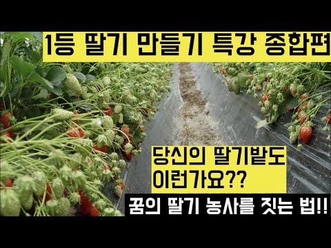 [Korea Agricultural and Fisheries TV] Farm-Based Special Lecture: How to Make the Best Strawberri...