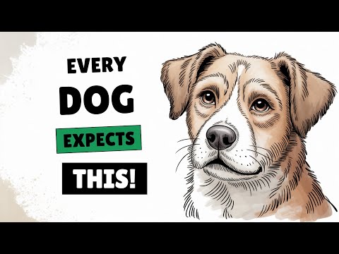 The Unspoken Rules Dogs Expect You to Follow