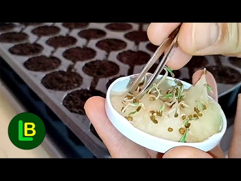 Klijanje semena brže nego ikad. Lako do sopstvenog rasada