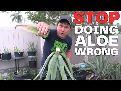 How to Easily Harvest, Prepare & Eat Aloe Vera the Right Way