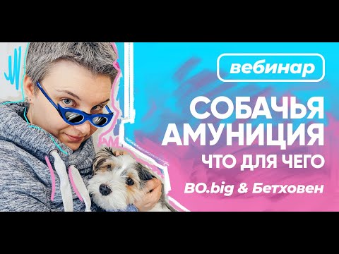 Бесплатный вебинар БО.big "Cобачья амуниция: что для чего"