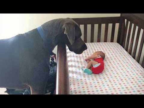 Big Dog Can't Hold Back His Emotion At First Meeting His Baby Sister❤️
