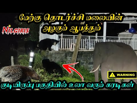 குடியிருப்பு பகுதியில் உலா வரும் கரடிகள்|அழகும் ஆபத்தும் நிறைந்த மேற்கு தொடர்ச்சி மலைகள்|nilgiris