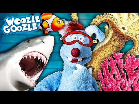 Welche Tiere leben im Wasser? l WOOZLE GOOZLE