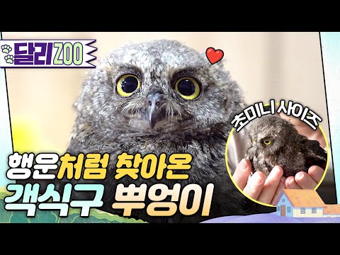 [🐕#달리ZOO] 아, 가라고요! 아가라고요❤️ 어느 날 식당에 행운처럼 찾아온 '뿌엉이'🦉#TV동물농장 #달리 #DALI #뿌엉이