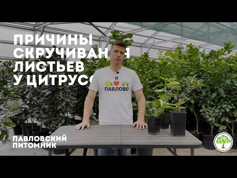 Почему скручиваются листья у цитрусов? опыт Павловского питомника