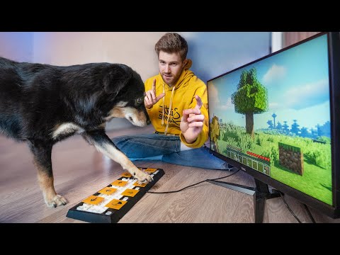 Ich bringe meinem Hund Minecraft spielen bei | Experiment