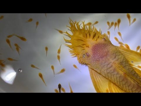 Разводим сомов Анциструсов. Делимся своим опытом.