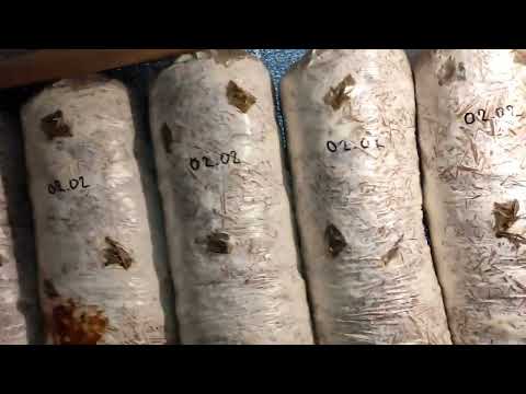 Temperature shock, stimulation of oyster mushroom primordia formation