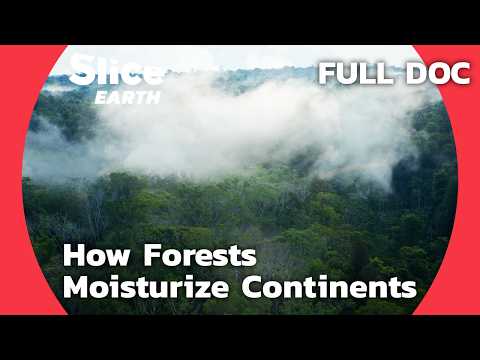 The Biotic Pump: How Amazon Trees Prevent Desertification | SLICE EARTH | FULL DOCUMENTARY