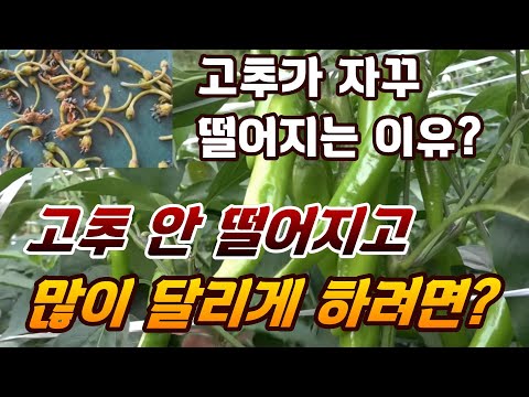 고추가 자꾸 떨어지는 이유? 고추 안 떨어지고 많이 달리게 하려면?