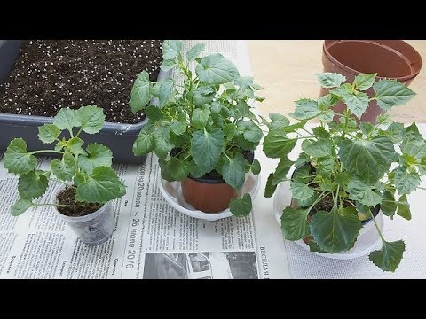 Кампанула нуля шаг 4 ПЕРЕВАЛКА!